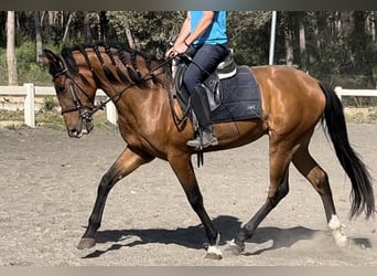 PRE Mestizo, Caballo castrado, 4 años, 153 cm, Castaño