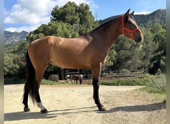 PRE Mestizo, Caballo castrado, 4 años, 153 cm, Castaño