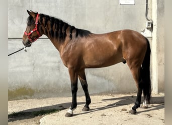 PRE Mestizo, Caballo castrado, 4 años, 153 cm, Castaño