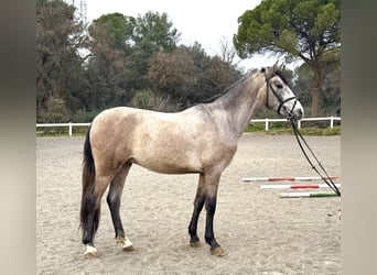 PRE Mestizo, Caballo castrado, 4 años, 153 cm, Tordo