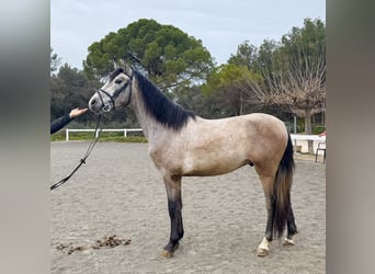 PRE Mestizo, Caballo castrado, 4 años, 153 cm, Tordo