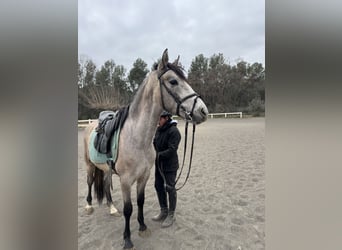 PRE Mestizo, Caballo castrado, 4 años, 153 cm, Tordo