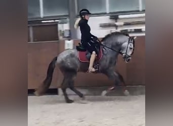 PRE Mestizo, Caballo castrado, 4 años, 153 cm, Tordo
