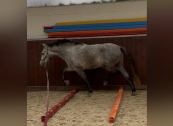 PRE Mestizo, Caballo castrado, 4 años, 153 cm, Tordo