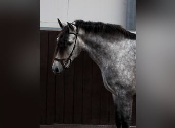 PRE Mestizo, Caballo castrado, 4 años, 153 cm, Tordo