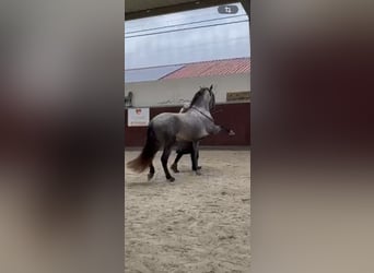 PRE Mestizo, Caballo castrado, 4 años, 153 cm, Tordo