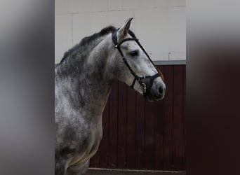 PRE Mestizo, Caballo castrado, 4 años, 153 cm, Tordo
