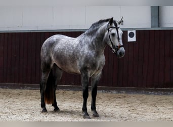 PRE Mestizo, Caballo castrado, 4 años, 153 cm, Tordo