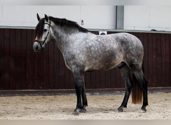 PRE Mestizo, Caballo castrado, 4 años, 153 cm, Tordo