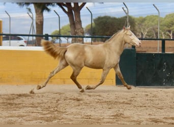PRE Mestizo, Caballo castrado, 4 años, 154 cm, Cremello