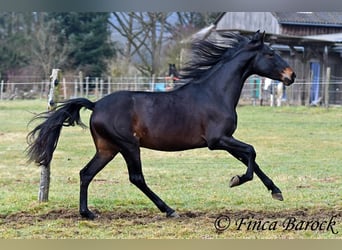 PRE, Caballo castrado, 4 años, 154 cm, Negro