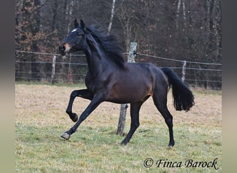 PRE, Caballo castrado, 4 años, 154 cm, Negro