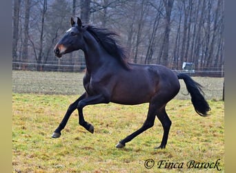 PRE, Caballo castrado, 4 años, 154 cm, Negro