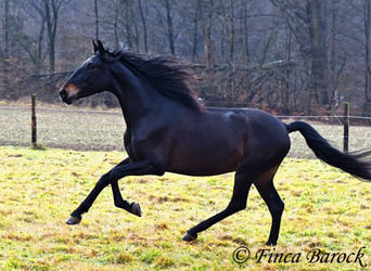 PRE, Caballo castrado, 4 años, 154 cm, Negro