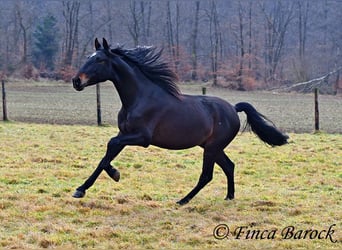 PRE, Caballo castrado, 4 años, 154 cm, Negro