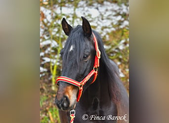 PRE, Caballo castrado, 4 años, 154 cm, Negro