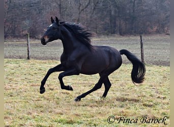 PRE, Caballo castrado, 4 años, 154 cm, Negro