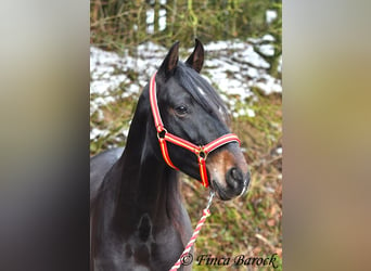 PRE, Caballo castrado, 4 años, 154 cm, Negro