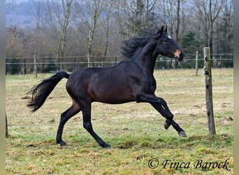 PRE, Caballo castrado, 4 años, 154 cm, Negro