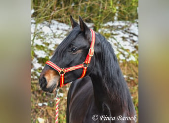 PRE, Caballo castrado, 4 años, 154 cm, Negro