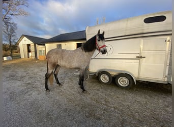 PRE, Caballo castrado, 4 años, 154 cm, Tordillo negro