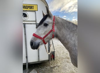 PRE, Caballo castrado, 4 años, 154 cm, Tordillo negro