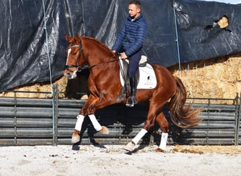 PRE, Caballo castrado, 4 años, 155 cm, Alazán