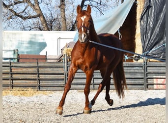 PRE, Caballo castrado, 4 años, 155 cm, Alazán