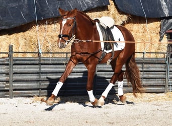 PRE, Caballo castrado, 4 años, 155 cm, Alazán