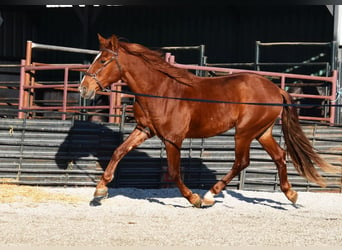 PRE, Caballo castrado, 4 años, 155 cm, Alazán