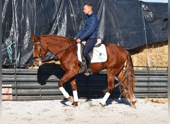 PRE, Caballo castrado, 4 años, 155 cm, Alazán