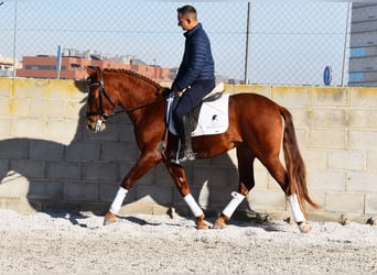 PRE, Caballo castrado, 4 años, 155 cm, Alazán