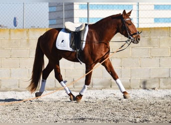 PRE, Caballo castrado, 4 años, 155 cm, Alazán