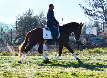 PRE, Caballo castrado, 4 años, 155 cm, Alazán