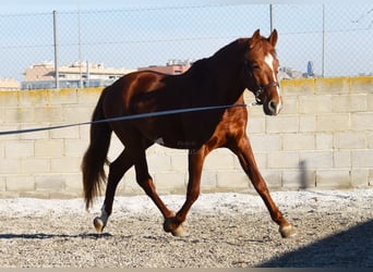 PRE, Caballo castrado, 4 años, 155 cm, Alazán