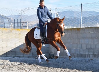 PRE, Caballo castrado, 4 años, 155 cm, Alazán