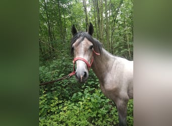 PRE Mestizo, Caballo castrado, 4 años, 155 cm, Musgo marrón