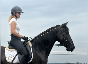 PRE Mestizo, Caballo castrado, 4 años, 155 cm, Negro