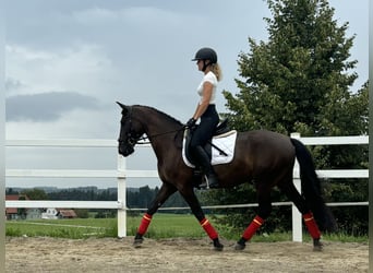 PRE Mestizo, Caballo castrado, 4 años, 155 cm, Negro