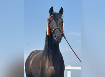 PRE Mestizo, Caballo castrado, 4 años, 155 cm, Negro