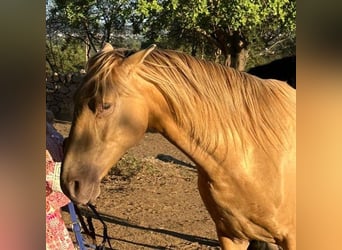 PRE, Caballo castrado, 4 años, 155 cm, Perla