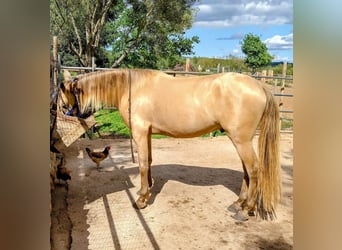 PRE, Caballo castrado, 4 años, 155 cm, Perla
