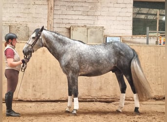 PRE, Caballo castrado, 4 años, 155 cm, Tordillo negro