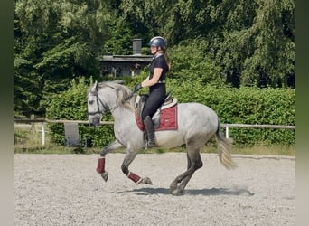 PRE, Caballo castrado, 4 años, 155 cm, Tordo