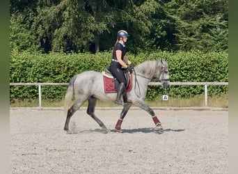 PRE, Caballo castrado, 4 años, 155 cm, Tordo