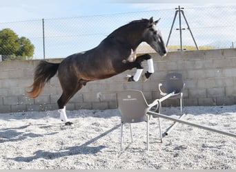 PRE, Caballo castrado, 4 años, 155 cm, Tordo