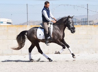 PRE, Caballo castrado, 4 años, 155 cm, Tordo