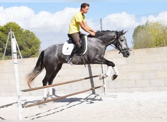 PRE, Caballo castrado, 4 años, 155 cm, Tordo