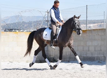 PRE, Caballo castrado, 4 años, 155 cm, Tordo