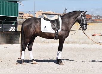 PRE, Caballo castrado, 4 años, 155 cm, Tordo